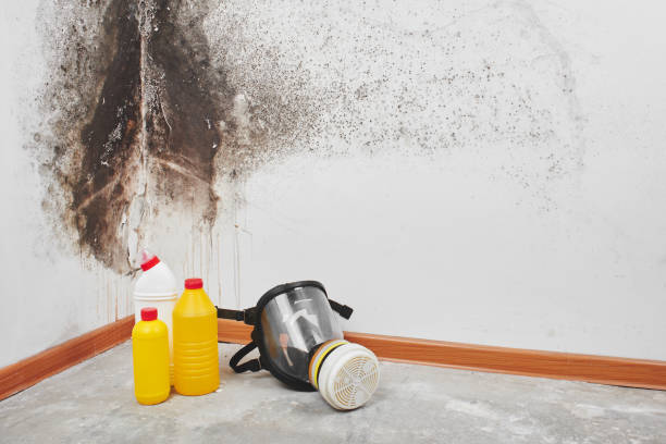 Reliable Somerville, NJ Mold Removal Solutions