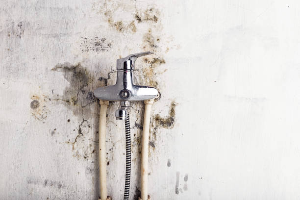 Mold Testing and Removal in Somerville, NJ