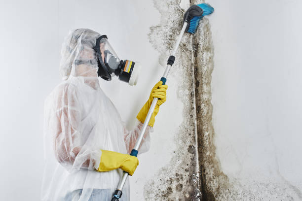 Best Office Mold Removal Services  in Somerville, NJ