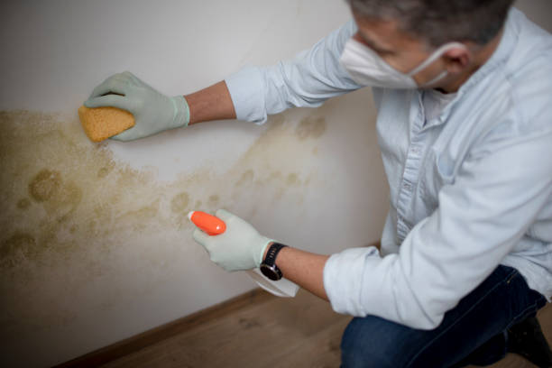 Best Commercial Mold Removal  in Somerville, NJ