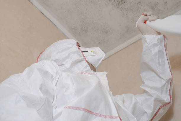  Somerville, NJ Mold Removal Pros