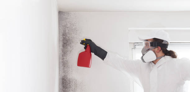 Best Toxic Mold Removal  in Somerville, NJ