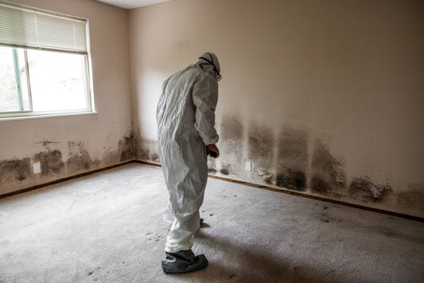 Best Local Mold Removal Service  in Somerville, NJ