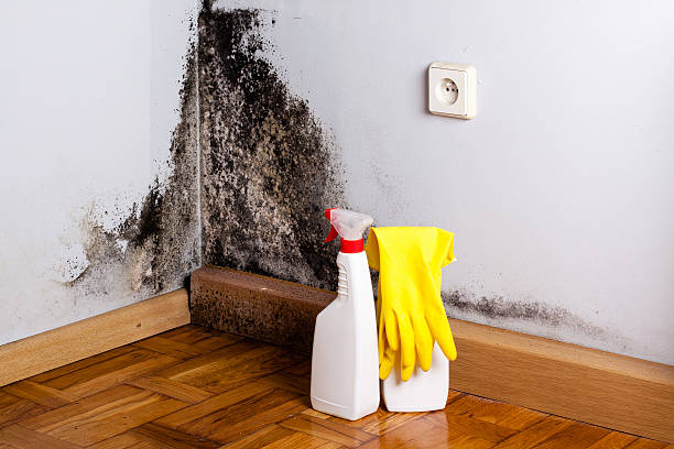 Best Mold Remediation  in Somerville, NJ