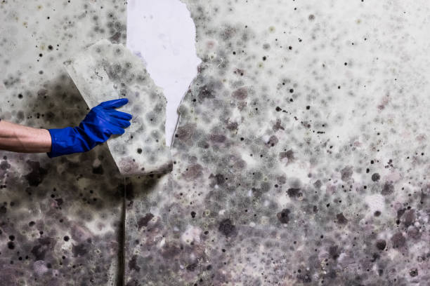 Best Mold Removal Near Me  in Somerville, NJ