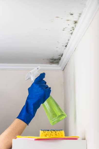 Best Certified Mold Removal  in Somerville, NJ